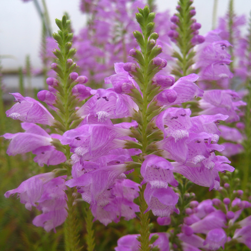 Physostegia virginiana 'Vivid' - Click Image to Close